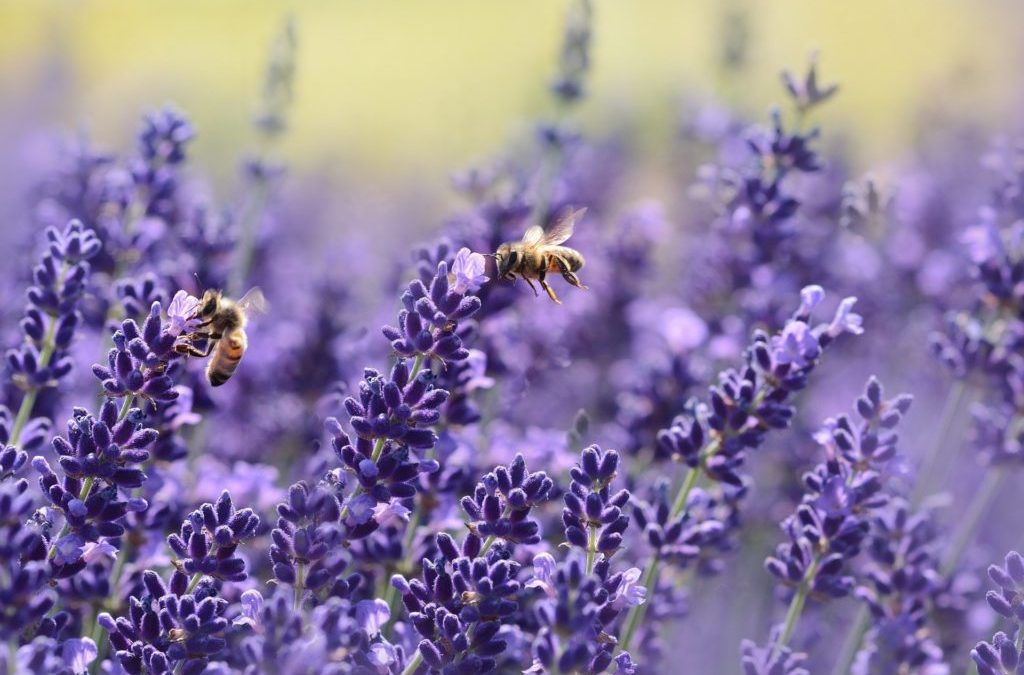 Recipe (calming): How to use Lavender Essential Oil